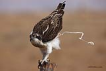 Balk kartal / Pandion haliaetus / Osprey 